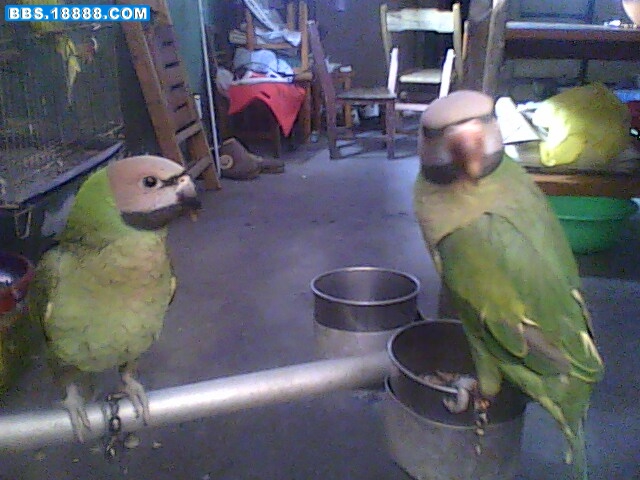 IMG0522A.jpg