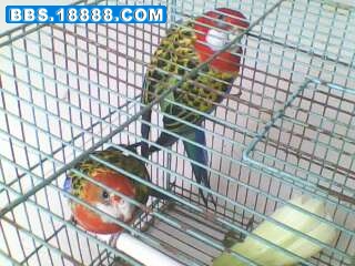 IMG0176A.jpg
