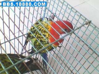 IMG0178A.jpg