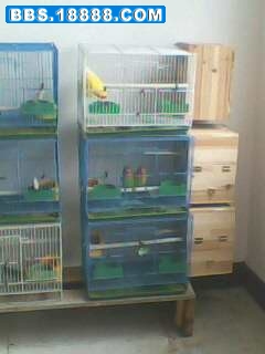 IMG0161A.jpg