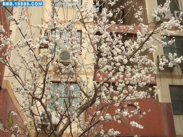 小区的杏花 (1).JPG