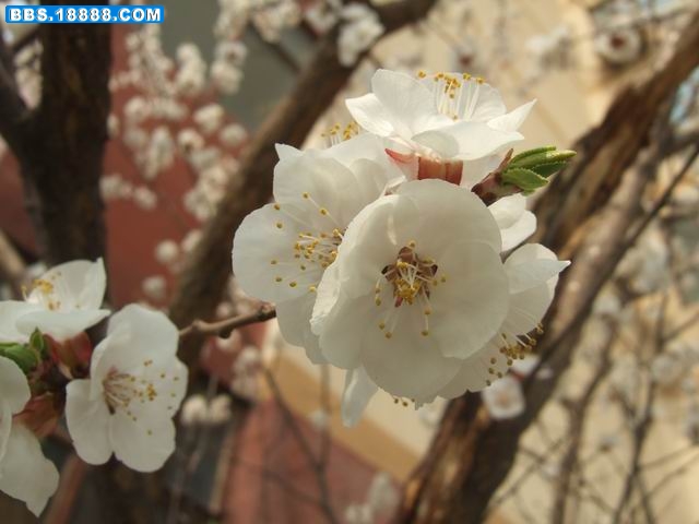 小区的杏花 (5).JPG
