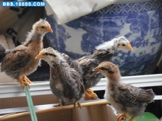 DSC01760_缩小大小.JPG