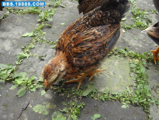 DSC01858_缩小大小.JPG