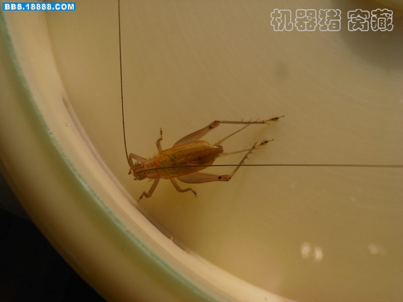 三异虫翅3.jpg