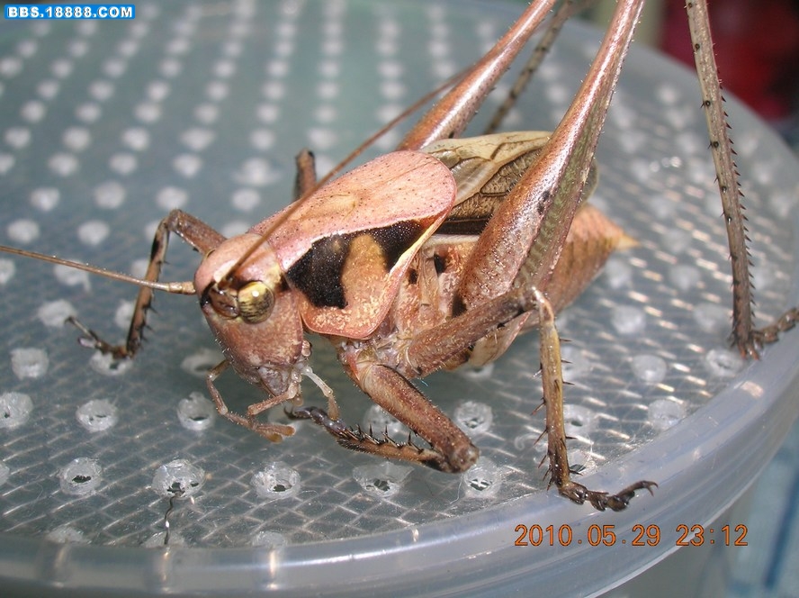 DSCN8262.jpg