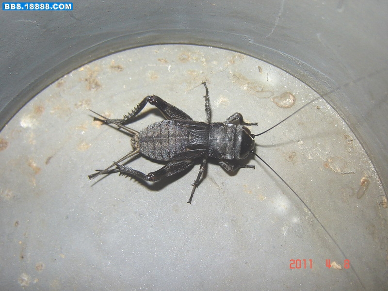 黑虫秧子1.jpg