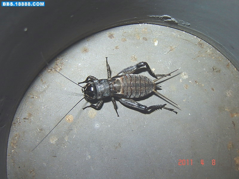 黑虫母秧子2.jpg