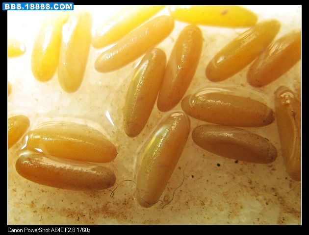 nEO_IMG_照片 007.jpg