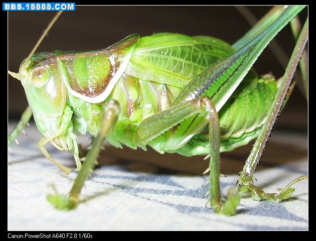 nEO_IMG_照片 007.jpg