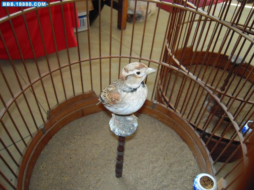 DSCN0332.JPG
