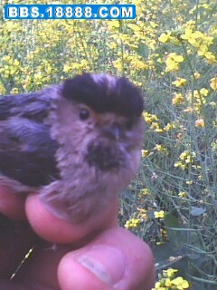 IMG0263A.jpg