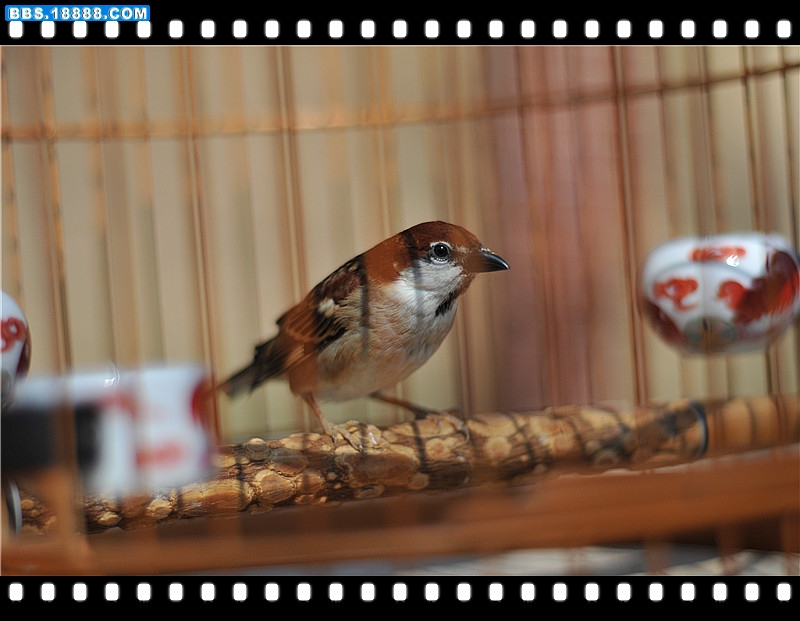 DSC_2431_副本.jpg