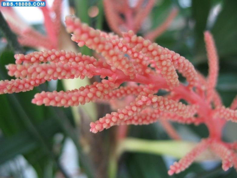 棕竹开花 002.jpg