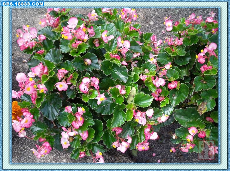 DSCF6826.jpg