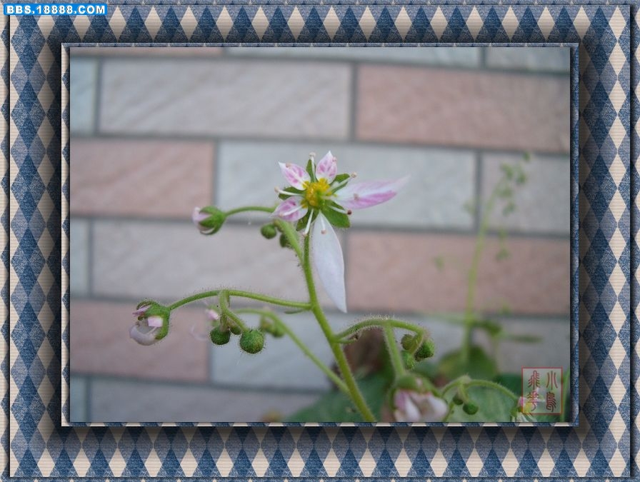 DSCF6898.jpg