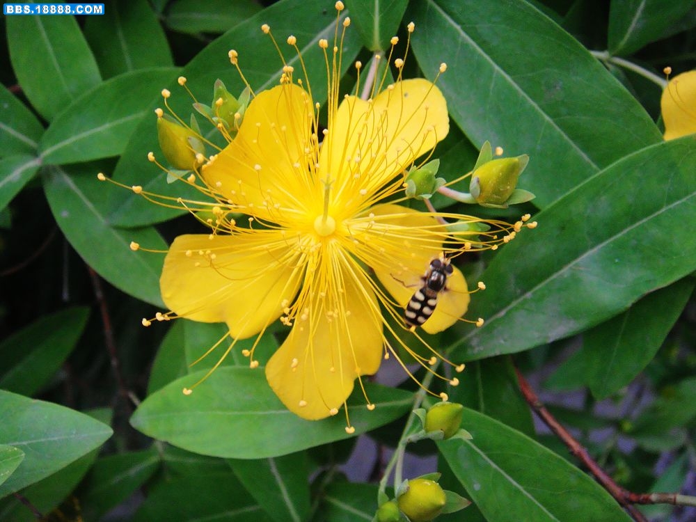 11黄花.jpg