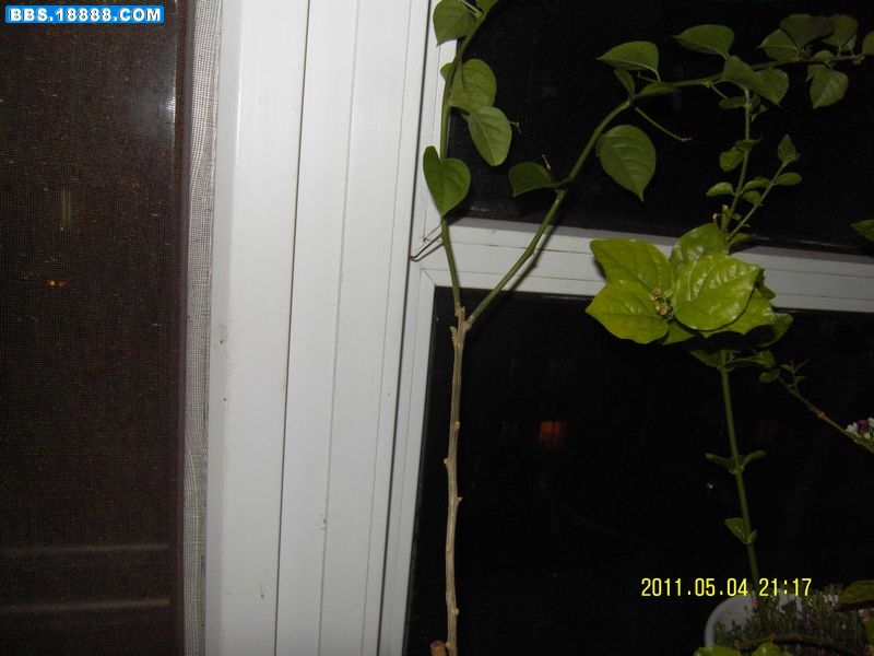 SDC11197新.jpg