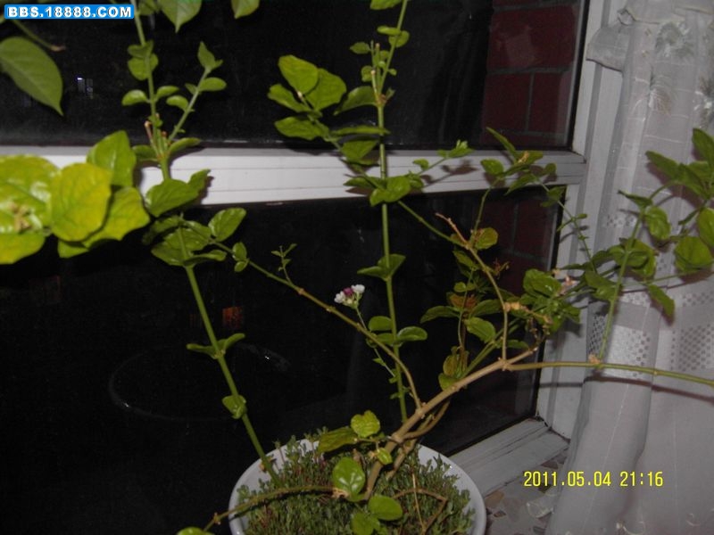 SDC11196新.jpg