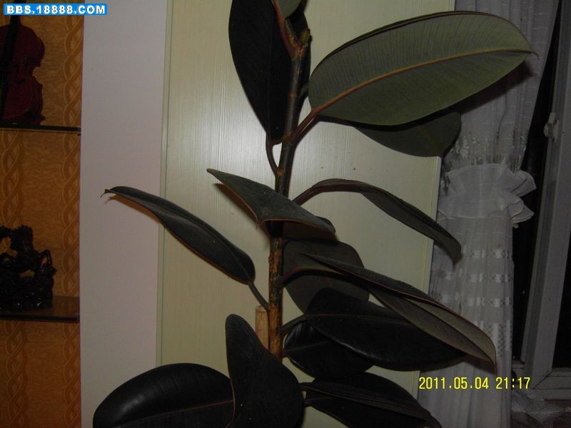 SDC11199新.jpg