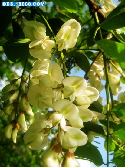 崂山槐花14.jpg