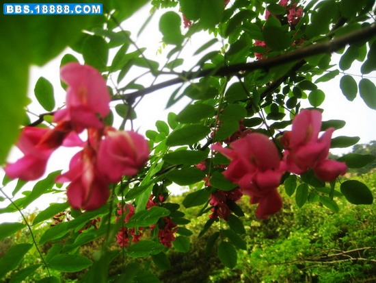 槐花002.jpg