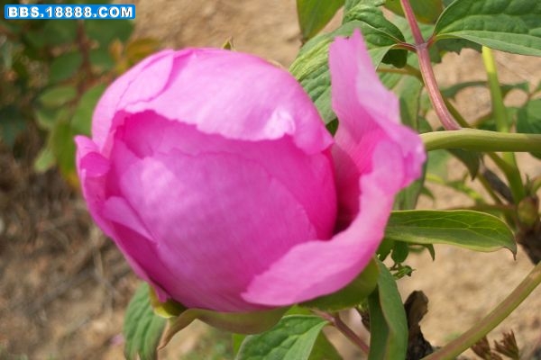 100_8211.JPG