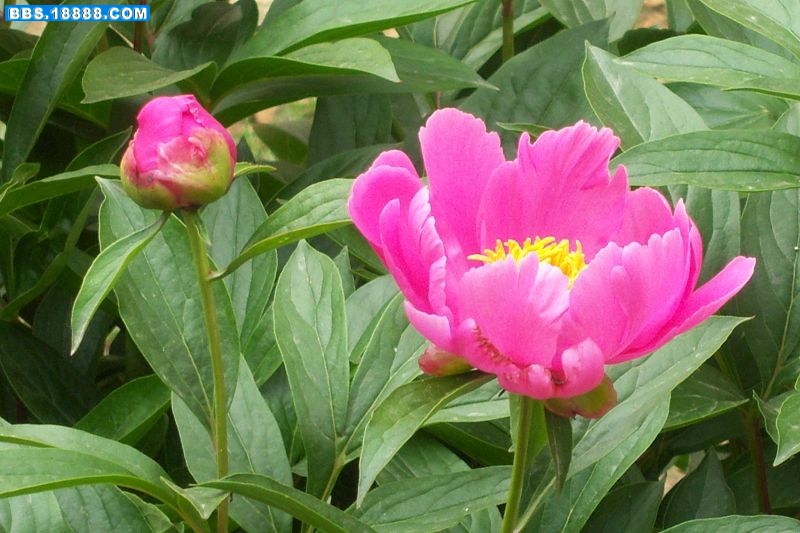 100_8284.JPG