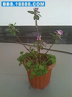 IMG0512101000.jpg