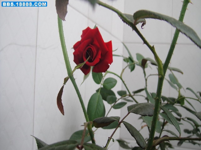 DSC01647.jpg