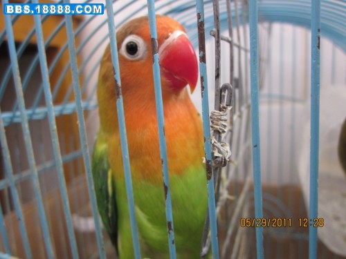 IMG_1799_conew1.jpg