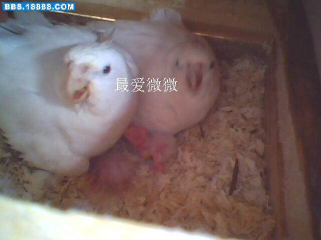 白子小鸟1.JPG