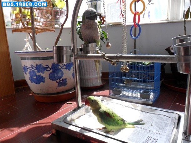 鸭梨与大非5.jpg