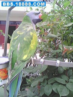 IMG0575A.jpg