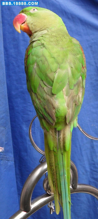 SDC10313.jpg