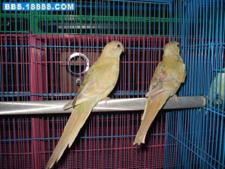 DSC07626_conew1.JPG