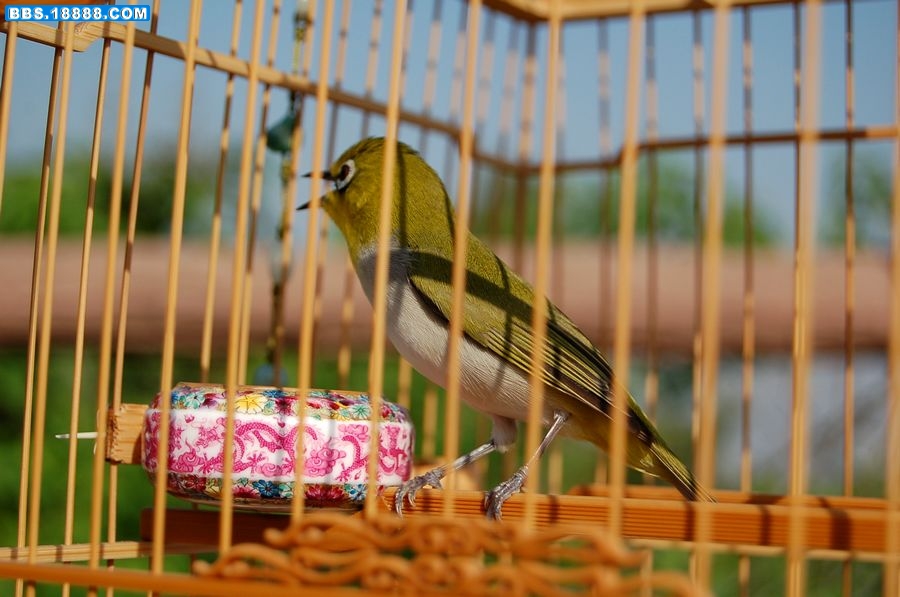 DSC_9240.JPG