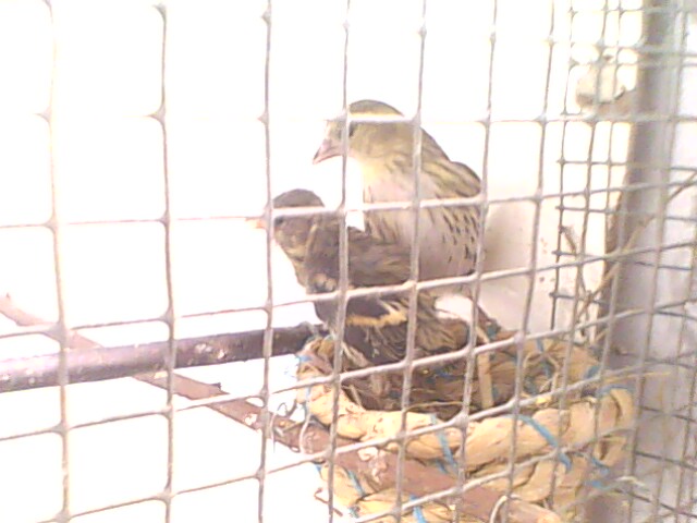 IMG0612A.jpg