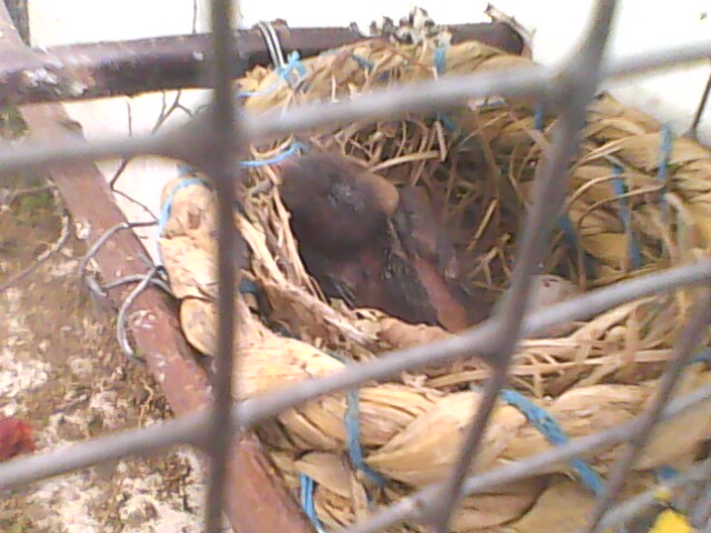 IMG0581A.jpg