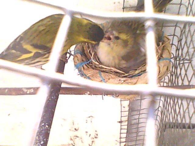 IMG0562A.jpg