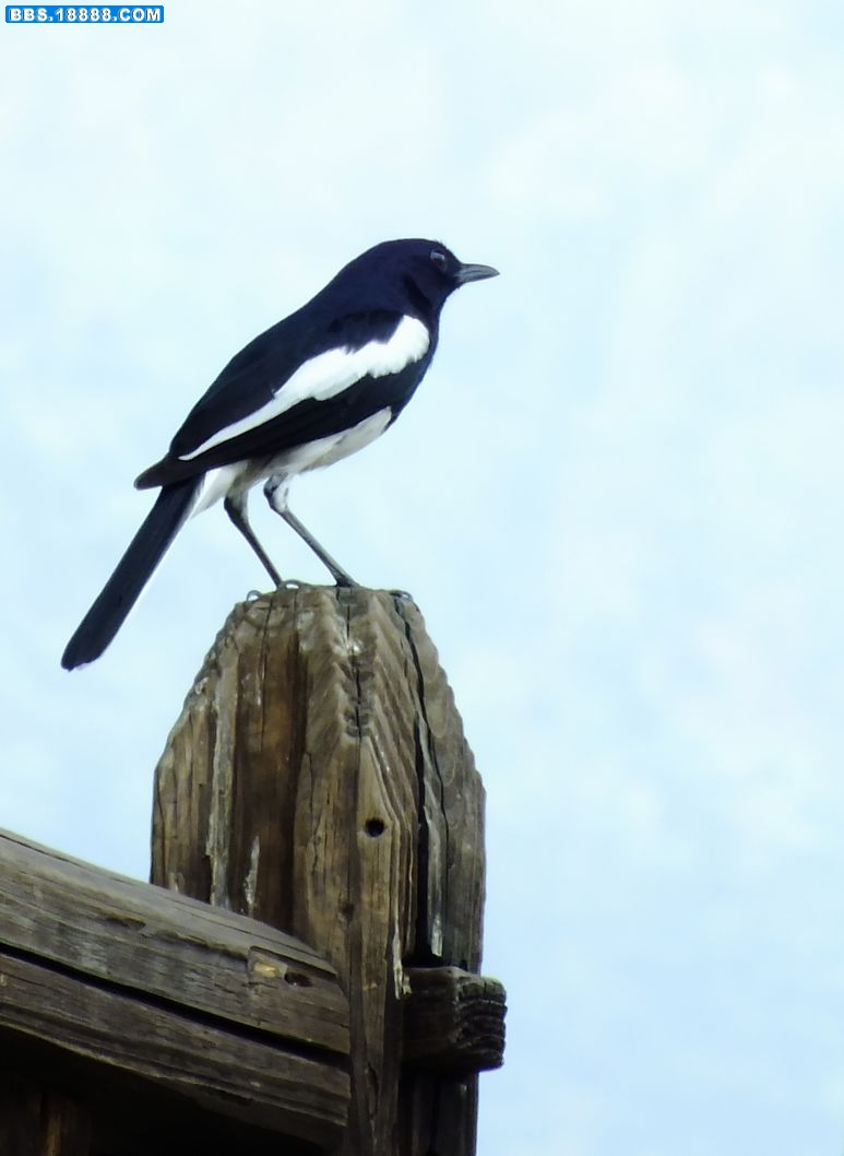 DSCF4239.JPG