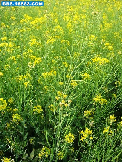 4油菜花.jpg