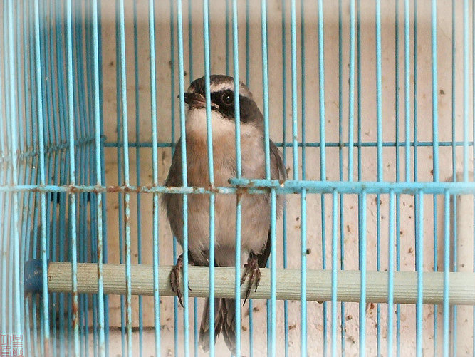 DSCF6941.JPG