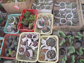 DSC00925.jpg