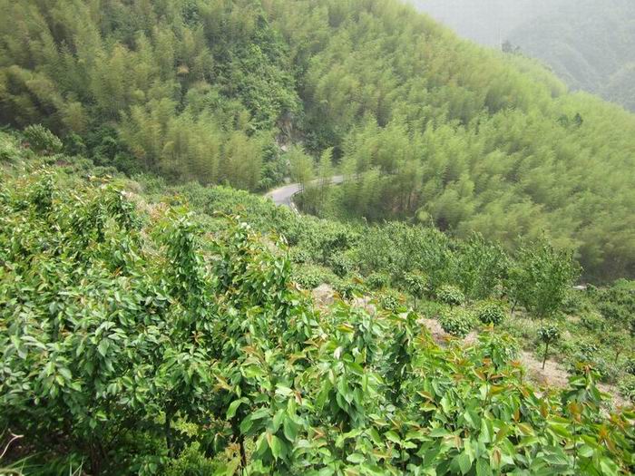 找窝地点2.JPG