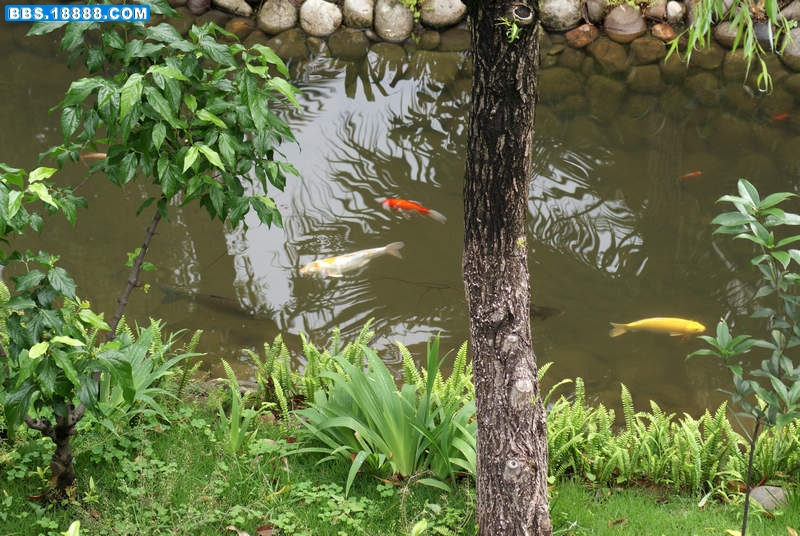 鲤鱼-0.jpg