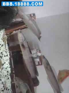 img0508_165050765.jpg