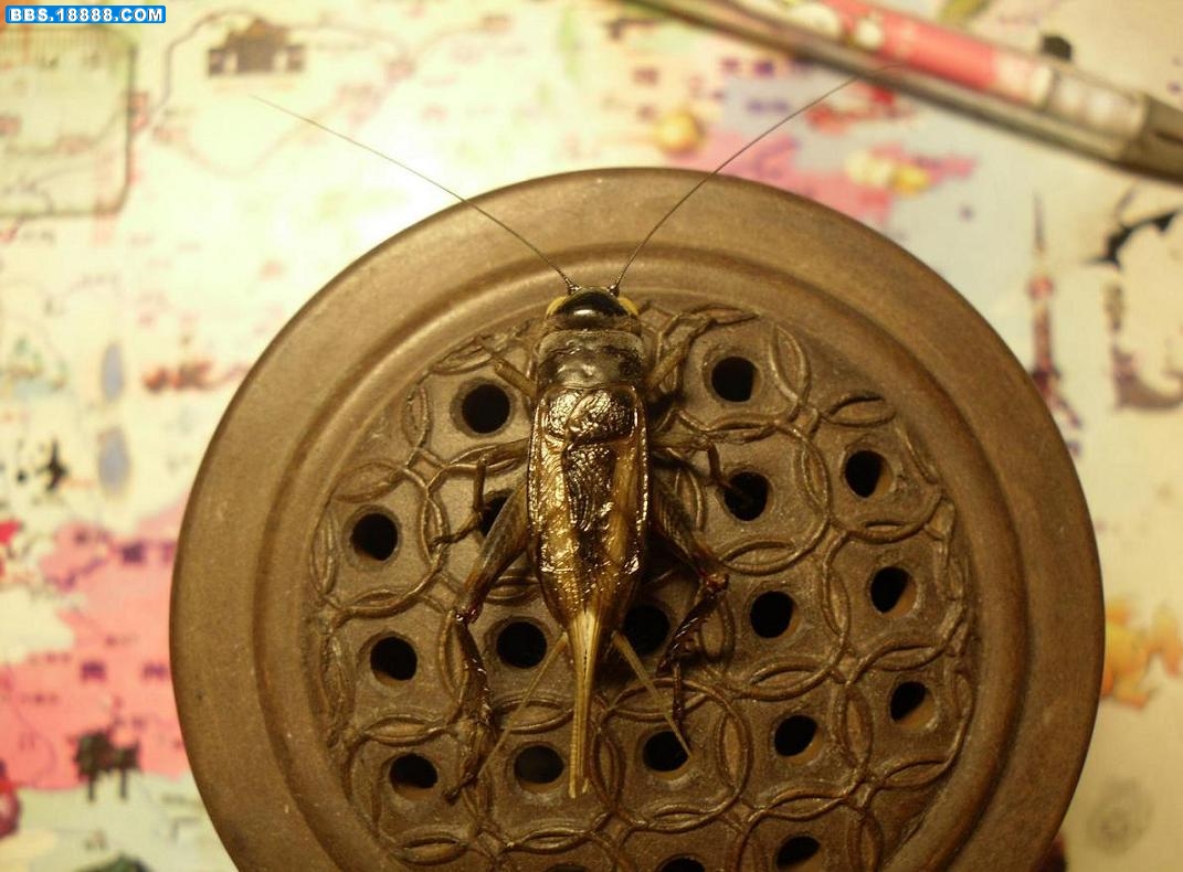 玉眼3.JPG