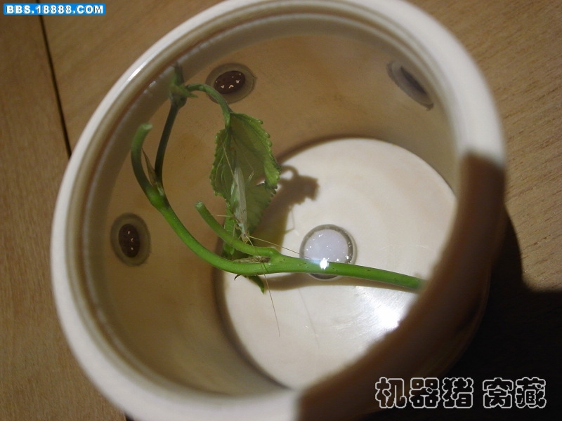 竹蛉4.jpg