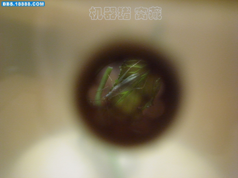 竹蛉3.jpg